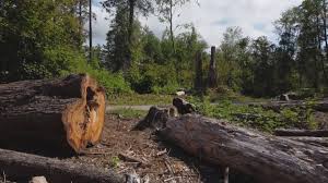 Best Stump Grinding and Removal  in Leesburg, VA