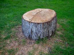 Best Tree Maintenance Programs  in Leesburg, VA