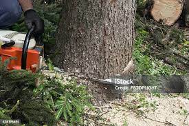 Reliable Leesburg, VA Tree Services Solutions
