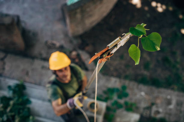 Best Tree Removal  in Leesburg, VA