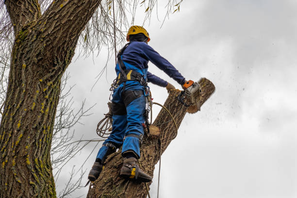 Best Storm Damage Tree Cleanup  in Leesburg, VA