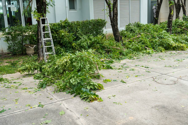 How Our Tree Care Process Works  in  Leesburg, VA