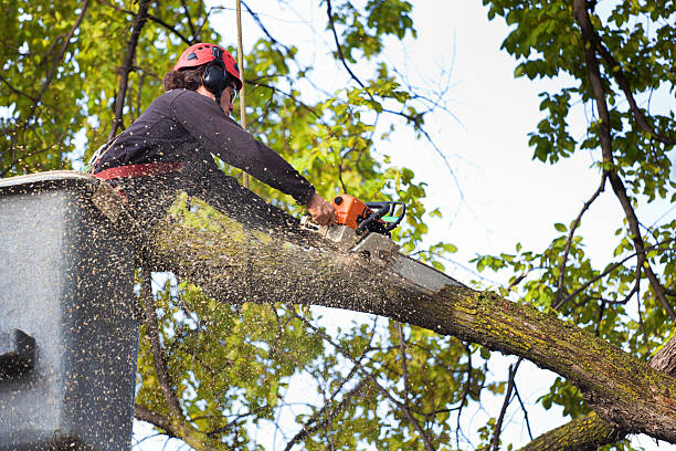Best Aeration Services  in Leesburg, VA